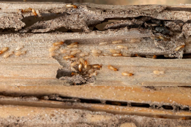 Best Bed Bug Extermination  in Belcourt, ND