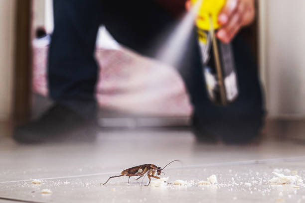 Best Termite Control Services  in Belcourt, ND
